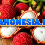 Tak Disangka, Ini 6 Keuntungan Kesehatan dari Mengonsumsi Rambutan Secara Rutin