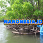 Program Rehabilitasi Mangrove di Pesisir Gresik Sukseskan Konservasi Laut